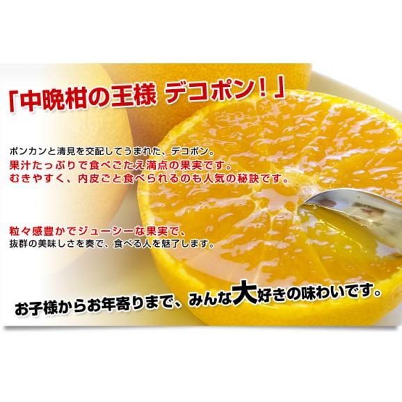 佐賀県産JAからつ デコポン 1.2キロ化粧箱（5玉から6玉入り） 送料無料 産直だより 唐津 でこぽん 柑橘 みかん オレンジ04