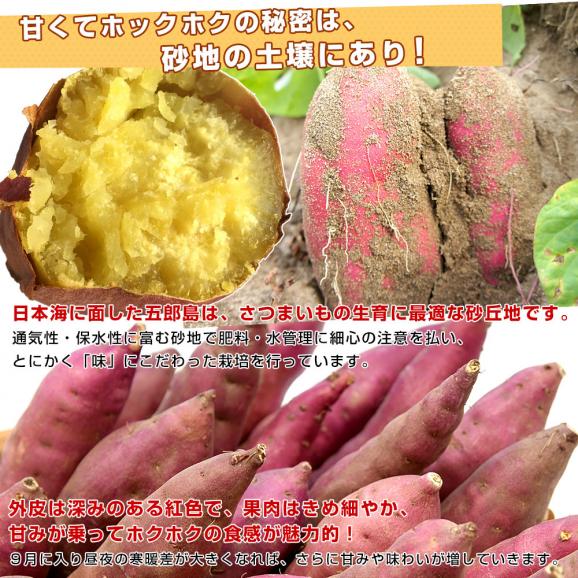 石川県産 JA金沢市 五郎島金時 秀品 Sから2Sサイズ 約5キロ 30本から40本入り 送料無料 さつまいも サツマイモ 薩摩芋 新芋 市場発送04