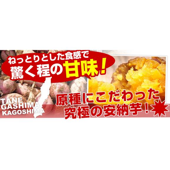 種子島産　夢百笑蜜芋　750g×2箱（18本前後）　送料無料　市場発送　あんのういも　みついも　鹿児島県  安納芋04