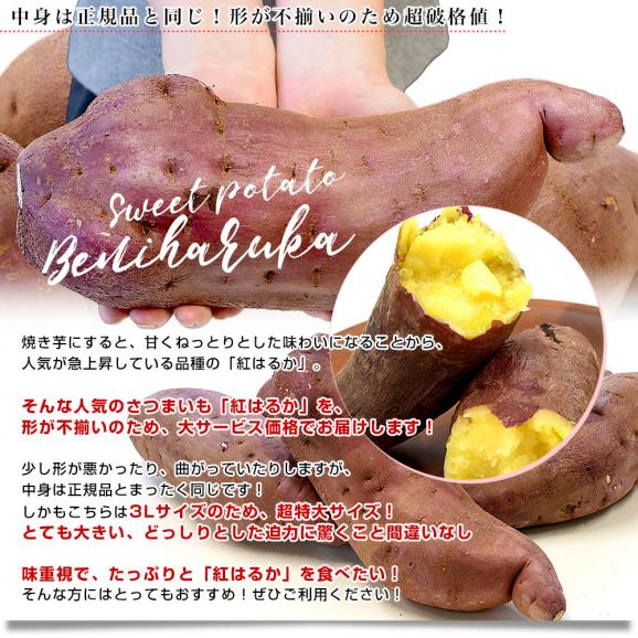 千葉県産 JAかとり 紅はるか B品 3Lサイズ 約5キロ(5～6本) 送料無料 さつまいも サツマイモ 薩摩芋 新芋 市場発送04