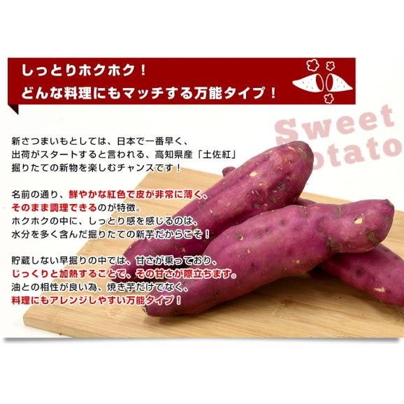 高知県産 JA高知県 土佐紅 A級品MからLサイズ5キロ 18本前後 送料無料　とさべに さつまいも サツマイモ 薩摩芋 新芋 市場発送04