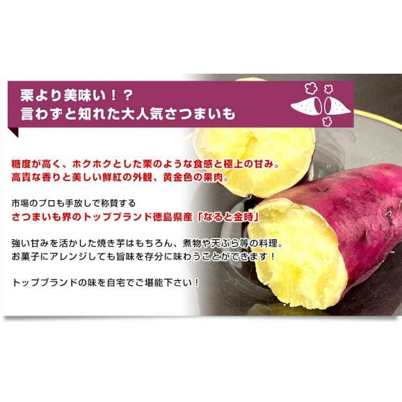 徳島県産　JA里浦　なると金時「里むすめ」　Lサイズ2.5キロ　10本前後　送料無料　きんとき　さつまいも　サツマイモ　薩摩芋　新芋　高系14号　市場発送04