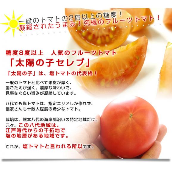  熊本県より産地直送 JAやつしろ 太陽の子セレブ フルーツトマト 約1キロ LからSサイズ(９玉から16玉) 送料無料 とまと04