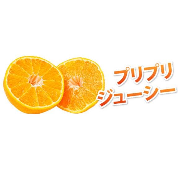 デコみかん 訳あり 熊本県産 1.5kg ハウス栽培 複数購入で特典満載 デコポンと同品種 ミカン 蜜柑04
