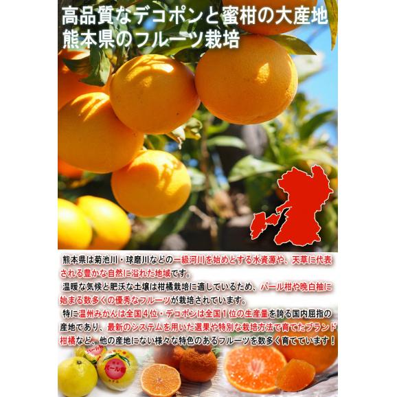 不知火 しらぬい 約2.5kg 6～12玉入り 熊本県産 個人農家産 本場で育てた抜群の甘酸っぱさ！デコポンと同一の人気品種04