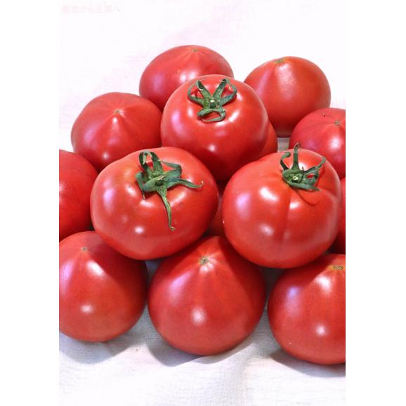 ももりこトマト S特選 約1kg 15～24玉 徳島県産 樫山農園 糖度10度以上保証のトップブランド！こだわり栽培で甘さと旨味たっぷりのフルーツトマト04