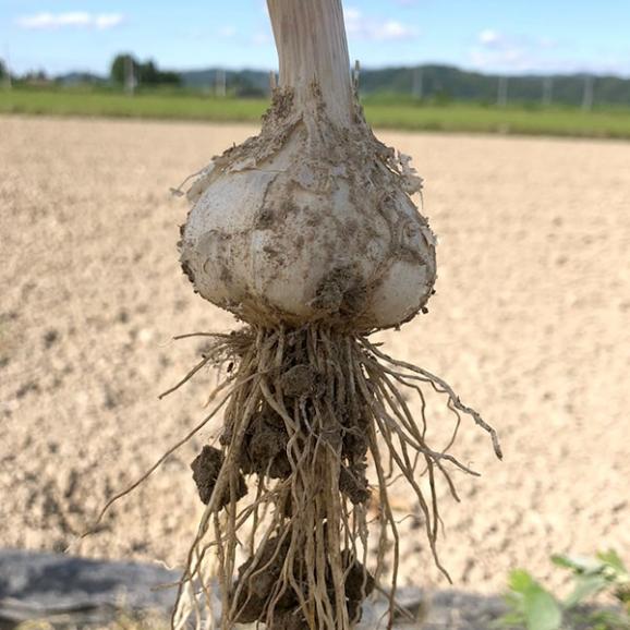 《根・土つき》山形の生にんにく約1kg05