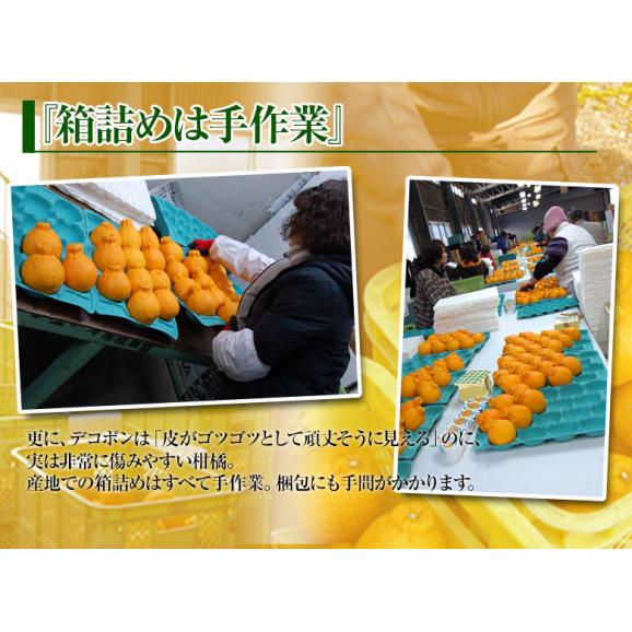 【3箱同時購入で1箱増量】デコポン 熊本県産 約1.2kg 4～6玉 送料無料 熊本デコポン05