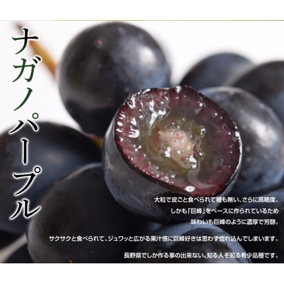 『シャインマスカット＆ナガノパープル』 山梨県・長野県産 各2房（計4房 約1.6kg）簡易箱 ※冷蔵　送料無料　葡萄　ぶどう04