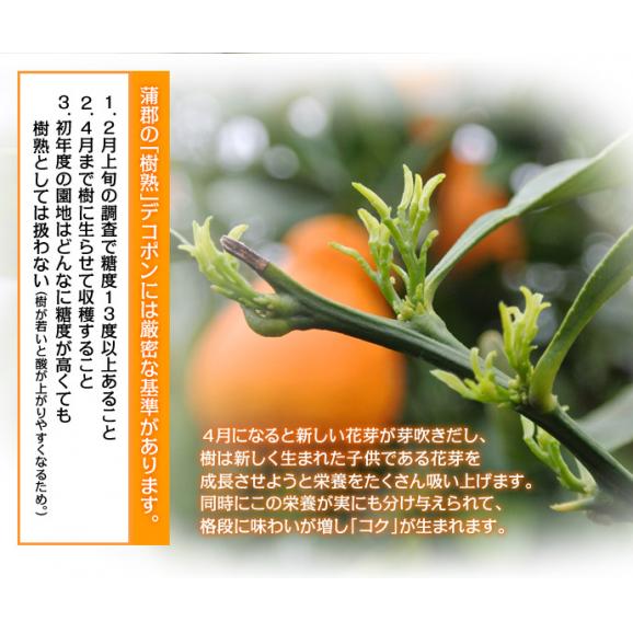 JA蒲郡市 葉付き 樹熟デコポン 愛知県産 秀 2～5L 約3kg （7～12玉） 化粧箱 風袋込 ※常温 送料無料05