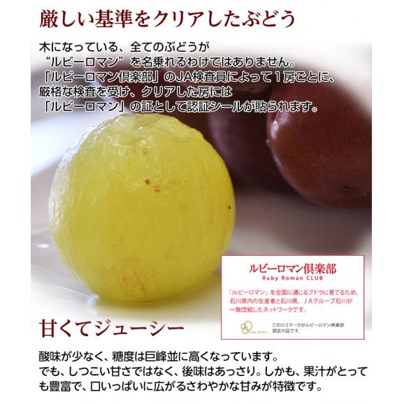 石川県産 超大粒ぶどう ルビーロマン 約500g　化粧箱入 冷蔵　送料無料04
