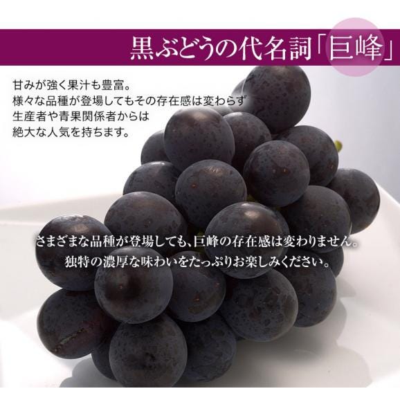 長野県産　巨峰 約350g×5パック 約1.75kg ちょっと訳あり ※常温 送料無料05