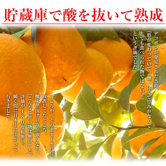 訳あり品 長崎県産　デコポン 約2kg（目安として8～12玉程度）送料無料 ≪2箱購入で1箱分増量、3箱購入で2箱分増量≫　常温05