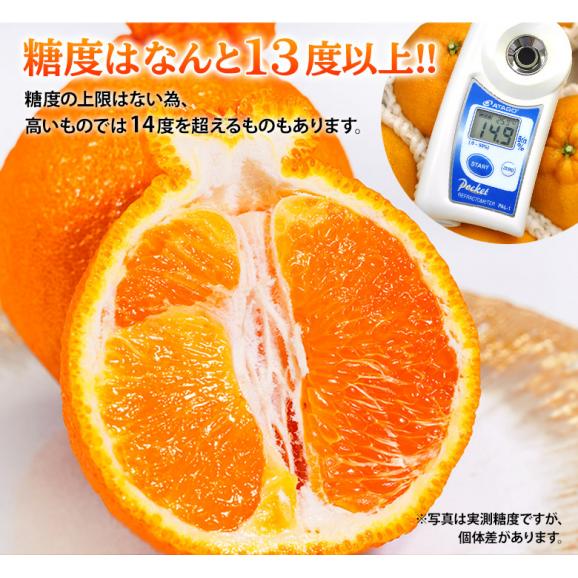 デコポン 熊本県産 優品以上 大玉 約5kg（12〜15玉）産地箱 ※常温　送料無料　熊本デコポン 柑橘05