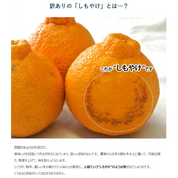 【カード・代引限定】無地箱でお届け　訳あり 不知火 しらぬひ JAにしうわ 三崎共選 愛媛県産 M〜4Lサイズ 風袋込 約5kg ※常温　送料無料 外皮のキズ有り05