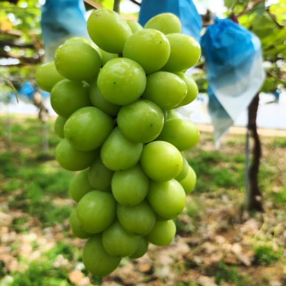 糖度20度以上_1房（600g以上）_フルーツの町の”飛び切り級”シャインマスカット_宮崎県都農町矢野農園より04