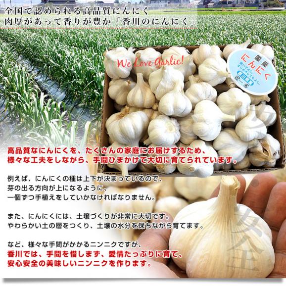 香川県から産地直送 JA香川県 ニンニク ご家庭用 約2キロ (目安として50玉前後) 送料無料  香川にんにく 大蒜 葫 讃岐 さぬき05