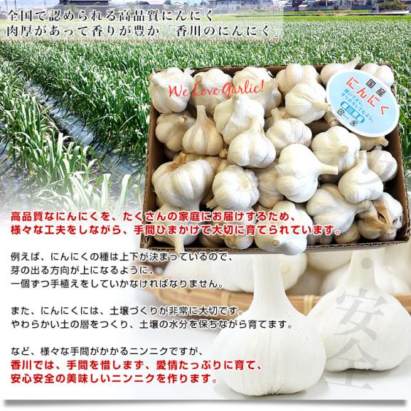 香川県から産地直送 JA香川県 ニンニク 秀品 約1キロ (目安として27玉前後) 送料無料  香川にんにく 大蒜 葫 讃岐 さぬき05