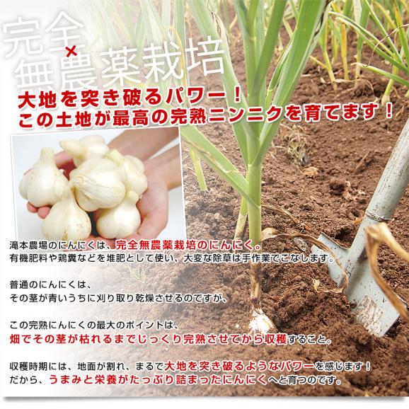 北海道から産地直送 赤井川村 滝本さんの有機JAS完熟にんにく　どっさり1kg分（25玉前後）送料無料 にんにく ニンニク 大蒜05