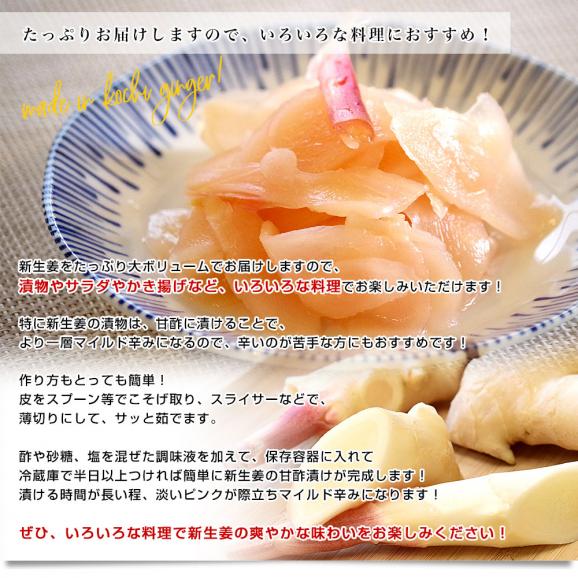 高知県産 JA高知県 ハウス栽培 新生姜 約2キロ Ｌサイズ 送料無料 ショウガ 生姜 ガリ 漬物 市場発送 クール便05