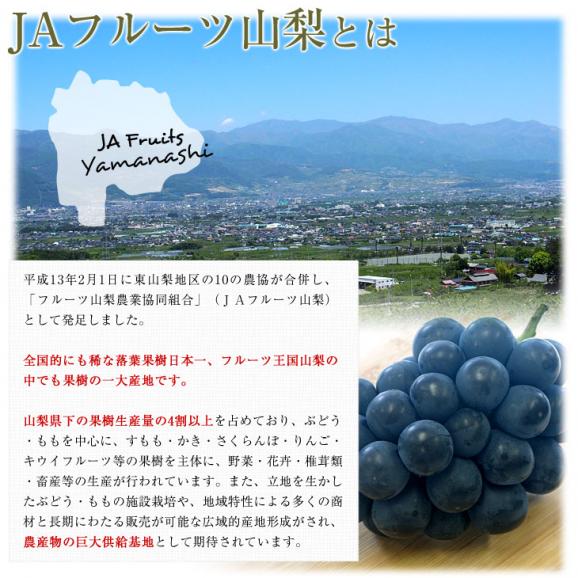山梨県より産地直送 JAフルーツ山梨 種なしピオーネ 秀品 大房2房入り 化粧箱 (約550g ×2房) 送料無料 葡萄 ぶどう お中元 夏ギフト05