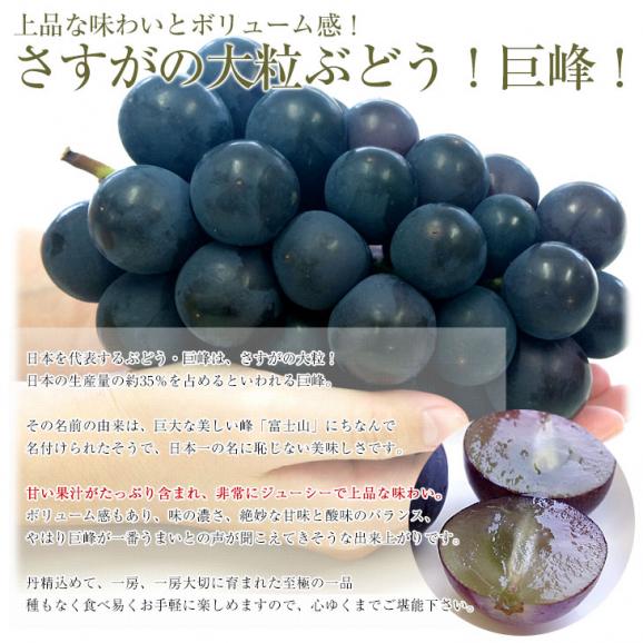 山梨県より産地直送 JAフルーツ山梨 種なし巨峰 秀品 大房1房入り化粧箱 (約650g×1房) 送料無料 葡萄 ぶどう　お中元　夏ギフト05