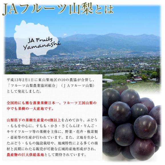 山梨県より産地直送 JAフルーツ山梨 種なし巨峰 秀品 大房2房入り化粧箱 (約550g×2房) 送料無料 葡萄 ぶどう　お中元　夏ギフト05