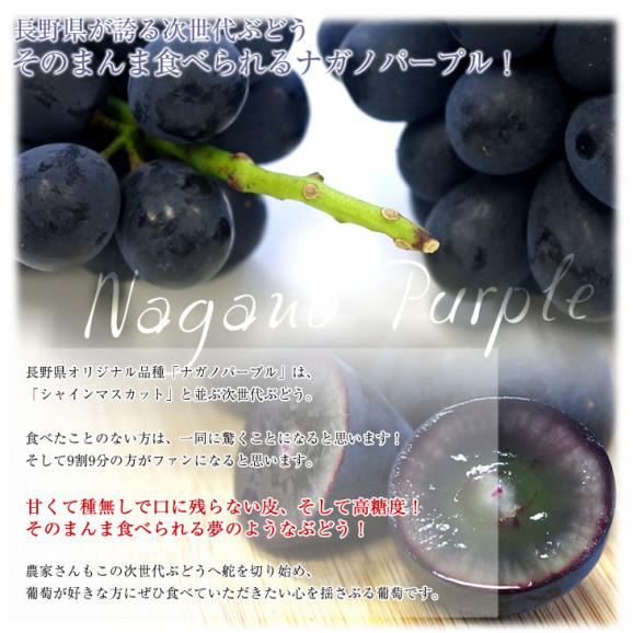 長野県産　ナガノパープル　約1キロ（2房入り）黒ぶどう　葡萄　ブドウ　ぶどう　送料無料　クール便05