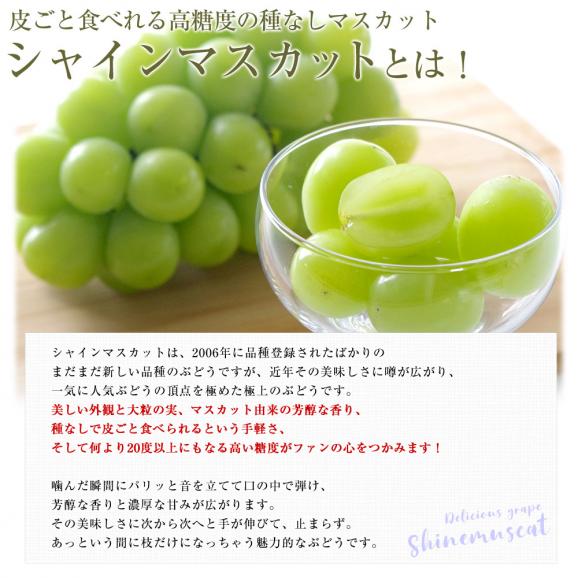 山梨県から産地発送 JAふえふき 高級ハウス栽培シャインマスカット 秀品 1房 500g化粧箱入り ぶどう 葡萄05