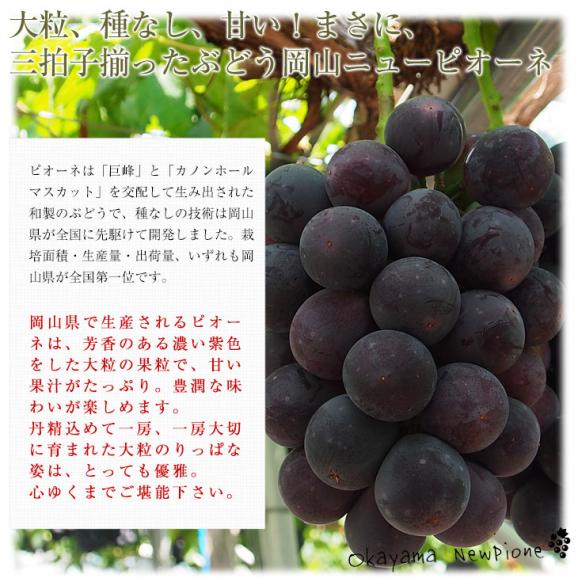 岡山県産　自家用ニューピオーネ　約1.5キロ（3房）送料無料 ぶどう 種なし黒ぶどう05