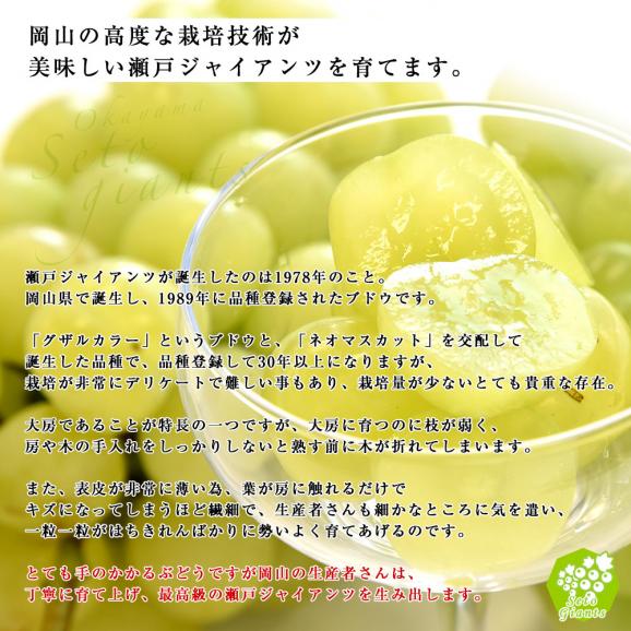  JA全農おかやま協賛 岡山県産 瀬戸ジャイアンツ 青秀2房合計1.2キロ(600g×2房）送料無料05