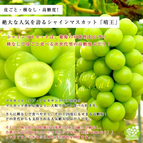 岡山県産 高級マスカット2種セット シャインマスカット（600g前後）＆アレキサンドリア（500g前後）計2房＋マスキャット（ぬいぐるみ）のおまけ付 送料無料 市場発送 ブドウ ぶどう 葡萄　クール便05