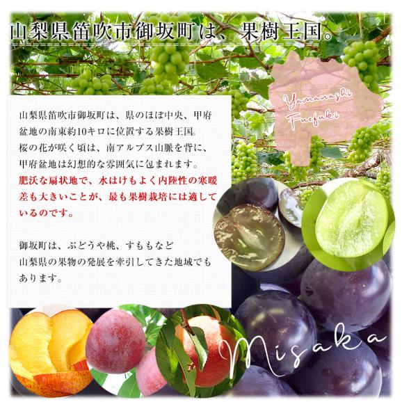 山梨県産 JAふえふき 御坂支所 クイーンニーナ 赤秀品以上 約1.5キロ（3房入り）送料無料　赤ぶどう 葡萄 種なしぶどう クール便 市場発送05