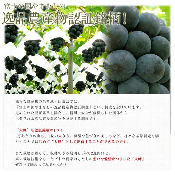 山梨県産　JAふえふき御坂支所　大峰（たいほう）約1.8キロ(3房入り)　黒葡萄　送料無料　クール便　ぶどう　ブドウ　葡萄　市場発送05