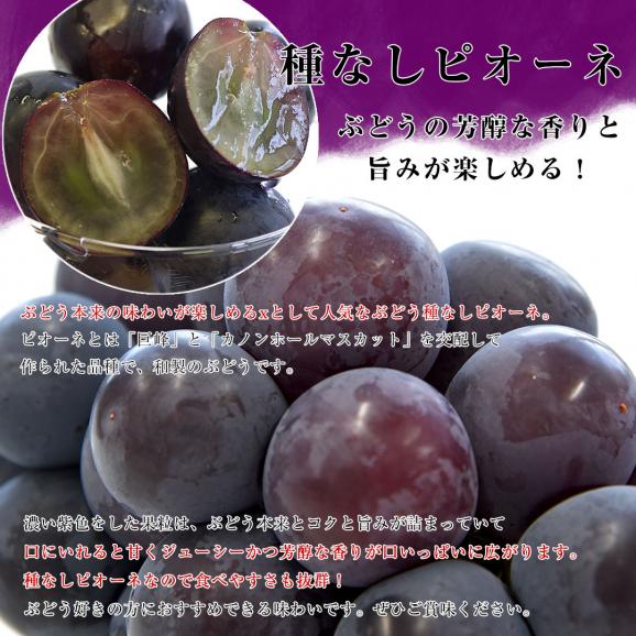 山梨県または長野県産シャインマスカット＆種なしピオーネ 各1房入り 合計900g以上 送料無料 ブドウ ぶどう 葡萄 クール便05