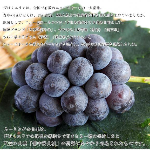 岡山県産 JA晴れの国岡山 びほくエリア ニューピオーネ 天空の実り「美王(R)」約1.2キロ(2房) 送料無料 ブドウ 葡萄 種なしぶどう  ※クール便05