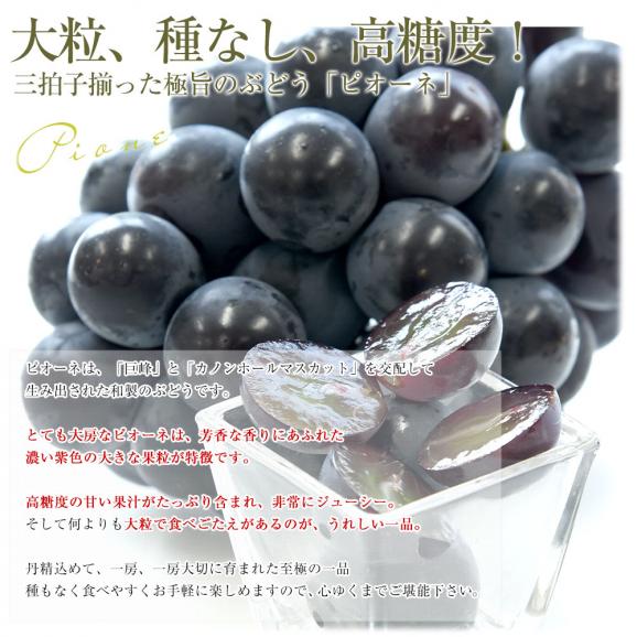 福岡県 JAふくおか八女 ハウス栽培 巨峰＆ピオーネセット 約1キロ(500g×各1房) 秀品黒ぶどう 葡萄 ブドウ クール便 送料無料05