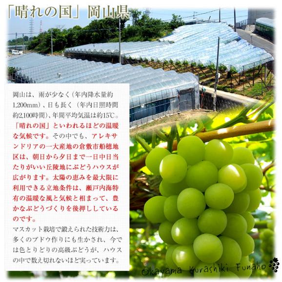 岡山県産　JA全農おかやま マスカット・オブ・アレキサンドリア 赤秀 大房 1房化粧箱（750g）葡萄 ぶどう あれき クール便発送 お中元 ギフト05