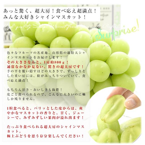 山形県産 超特大シャインマスカット 約1.6キロ(2房) 送料無料 ぶどう 葡萄 ブドウ マスカット 白ぶどう05