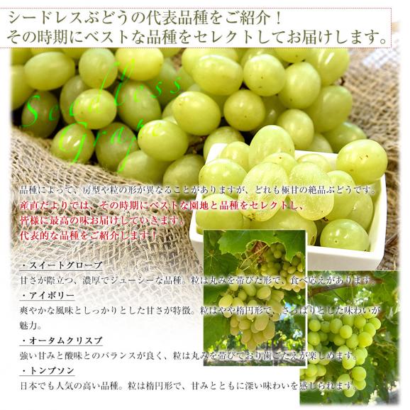 皮ごと食べられる！高糖度！シードレスぶどう オーストラリア産 約1.2キロ（約600g×2入）送料無料 種なしぶどう 輸入ぶどう 海外ぶどう05