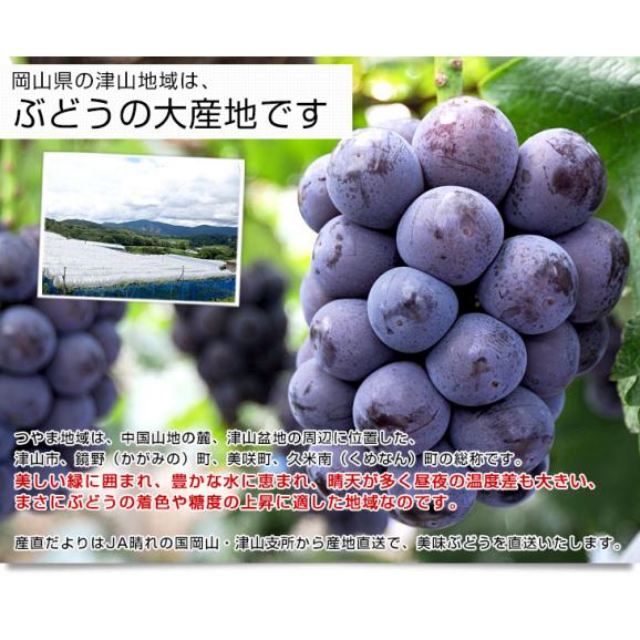 岡山県より産地直送　JA晴れの国岡山 津山支所 オーロラブラック 優品以上 約2キロ(3房から5房) 送料無料 黒葡萄 葡萄　ぶどう ブドウ　クール便05