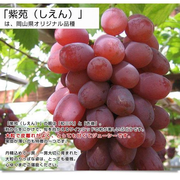 JA全農おかやま協賛 岡山県産 シャインマスカット「晴王」＆紫苑セット 青秀品 (約600g×2房）送料無料 市場発送　クール便　葡萄　ぶどう　はれおう　しえん05