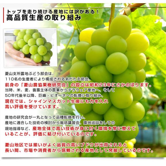 山梨県より産地直送 JAフルーツ山梨 菱山支所 シャインマスカット 最高級等級 心づくし 計約1.3キロ(650g×2房) 送料無料 葡萄 ぶどう ブドウ クール便05