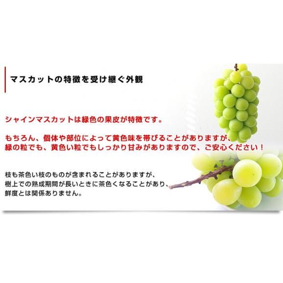 山梨県産　JAふえふき 大型シャインマスカット約1.2キロ（2房）送料無料 ぶどう ブドウ 種なしぶどう  クール便発送05