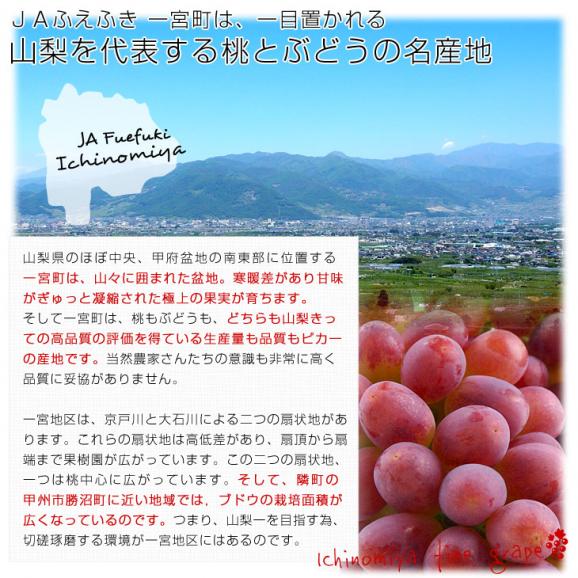 山梨県より産地直送 JAふえふき 一宮支所 サニードルチェ 約2キロ (3房から4房) 送料無料 ぶどう ブドウ 葡萄05