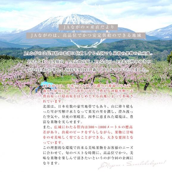 JAながの 産地直送　果実頒布会（桃・ぶどう・梨・りんご　8月から12月まで５回お届け）05