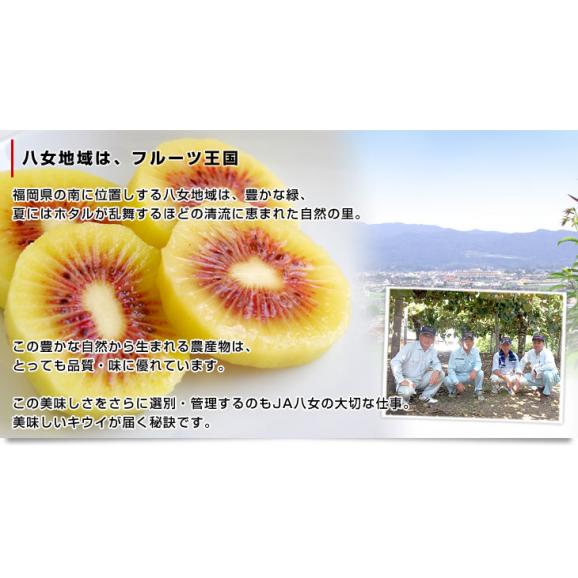 福岡県JAふくおか八女 レインボーレッドキウイ 約800g(9玉入) キウイフルーツ キウィ05