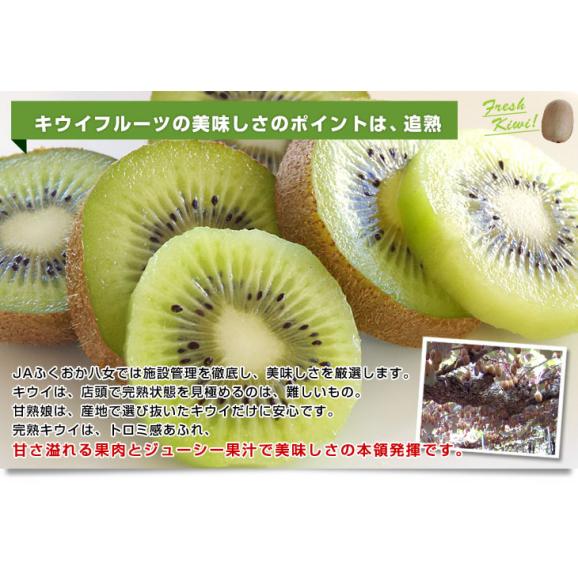 福岡県より産地直送 JAふくおか八女 キウイフルーツ 甘熟娘（うれっこ） 超大玉 ３L 約3.6キロ（24玉） 送料無料 きうい05