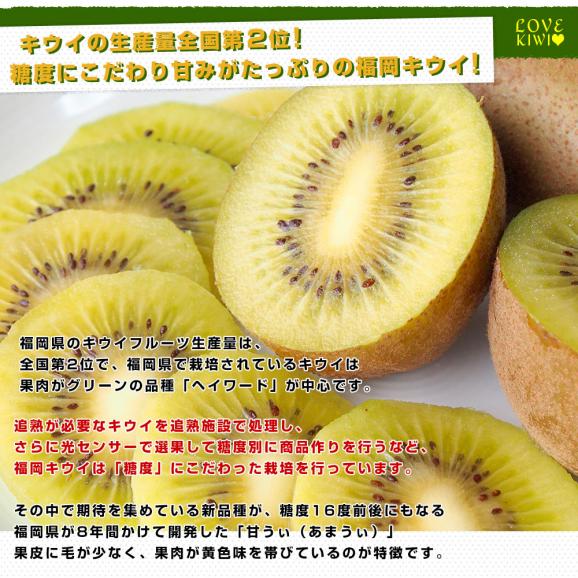 福岡県産JA全農ふくれん 福岡オリジナルキウイ 甘うぃ（あまうぃ）A品 1.3キロ以上　化粧箱（5Lから3Lサイズ9玉から10玉入り）送料無料 キウイフルーツ05