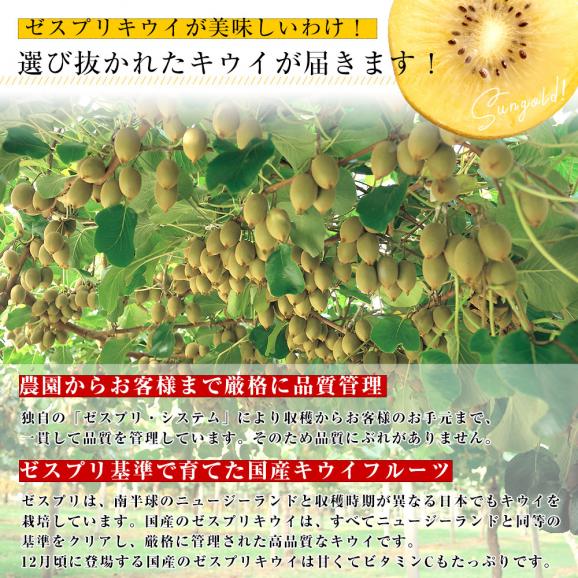 国産 ゼスプリ・キウイフルーツ サンゴールドキウイ ジャンボ 15玉入り化粧箱 (3キロ前後) 送料無料 市場発送05